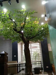 Cây xanh cổ thụ đẹp