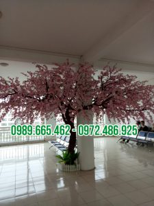 cây hoa anh đào giả